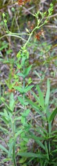 Hypericum gymnanthum