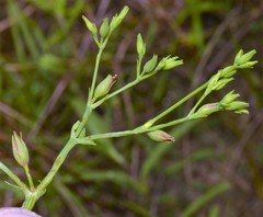 Hypericum gymnanthum