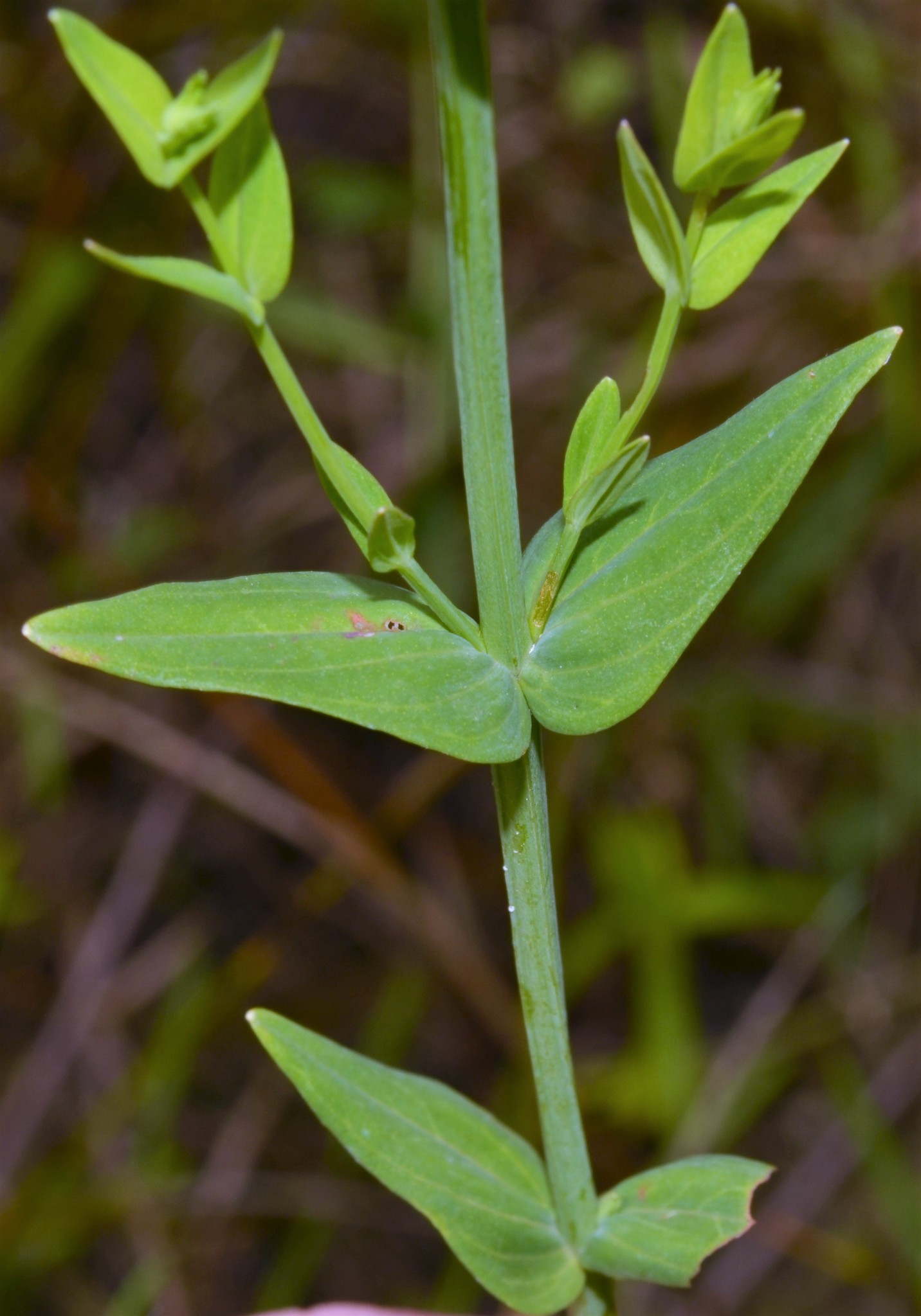 Hypericum gymnanthum