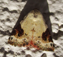 Eublemma ecthaemata