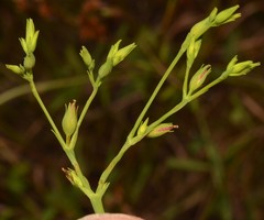 Hypericum gymnanthum