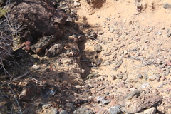 Aspidoscelis marmoratus