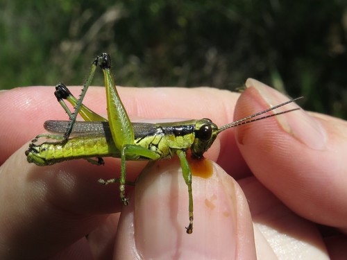 Olive-green Swamp Grasshopper