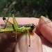 Olive-green Swamp Grasshopper - Photo (c) Evan M. Raskin, some rights reserved (CC BY), uploaded by Evan M. Raskin