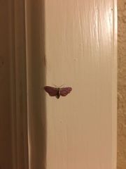 Leptostales laevitaria