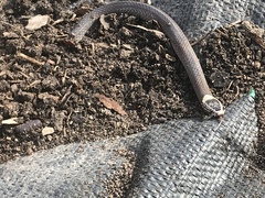 Cacophis harriettae