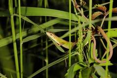 Takydromus stejnegeri