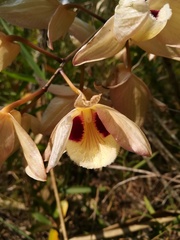 Dendrobium pulchellum