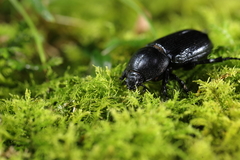 Eophileurus chinensis
