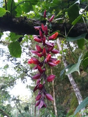 Thunbergia coccinea