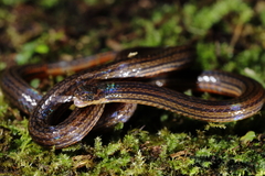 Calamaria pavimentata