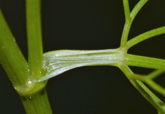 Ptilimnium nuttallii