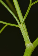 Ptilimnium nuttallii