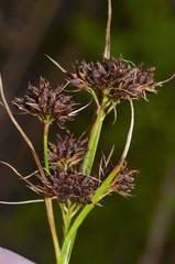 Rhynchospora globularis