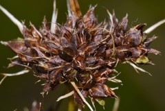 Rhynchospora globularis