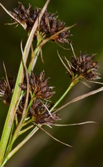 Rhynchospora globularis