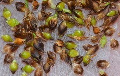 Rhynchospora globularis