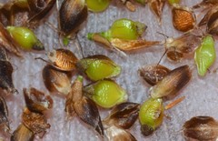 Rhynchospora globularis