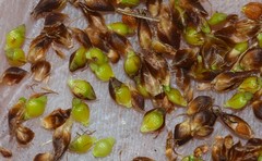 Rhynchospora globularis