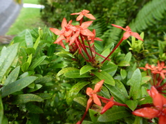 Ixora casei