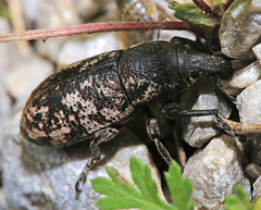 Adosomus granulosus