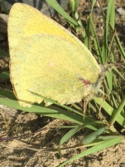 Colias christina