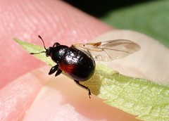 Synolabus bipustulatus