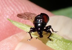 Synolabus bipustulatus