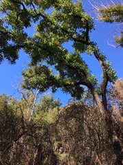 Angophora subvelutina