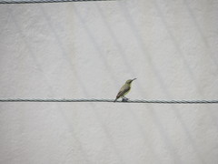 Cinnyris asiaticus