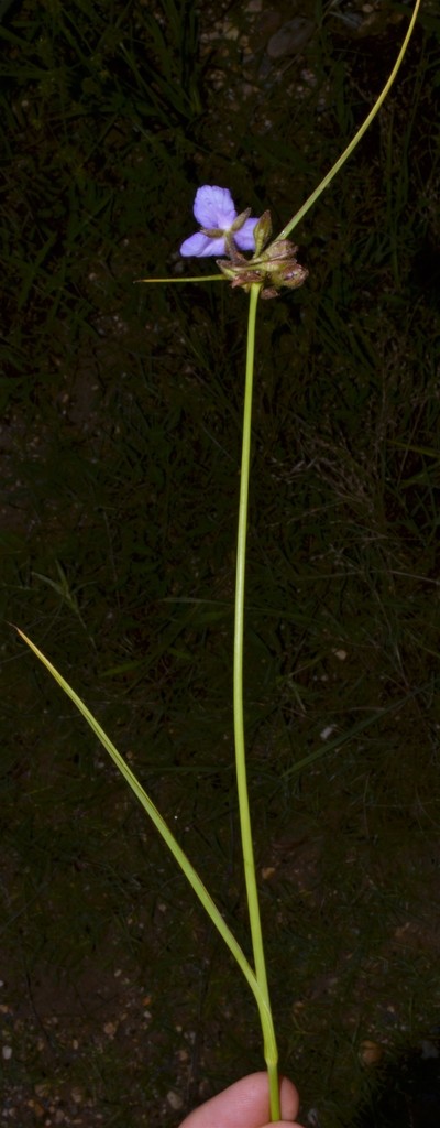 Grass Spiderworts