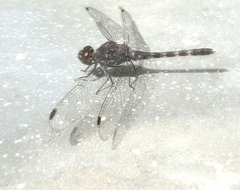 Bradinopyga geminata