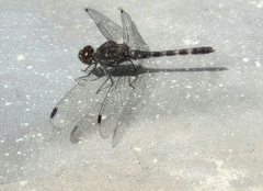 Bradinopyga geminata