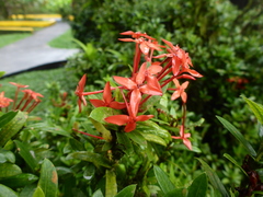 Ixora casei