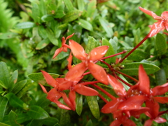 Ixora casei