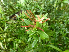 Ixora casei