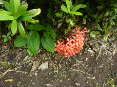 Ixora casei