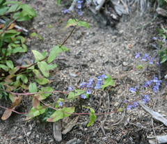 Penstemon anguineus