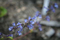 Penstemon anguineus