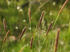 Carex scabriuscula
