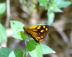 Metisella metis paris