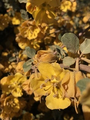 Fremontodendron