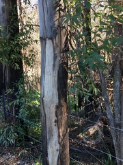 Eucalyptus propinqua
