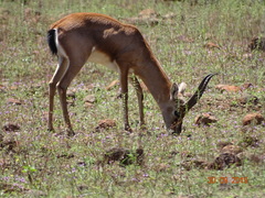 Gazella bennettii