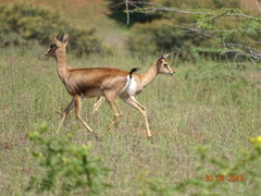 Gazella bennettii