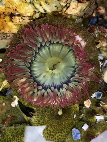 Aggregating Anemone, photo 2 of 7