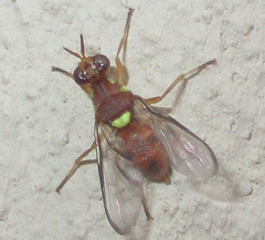 Dacinae