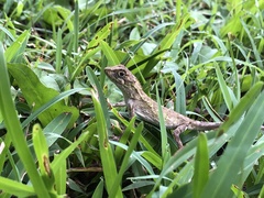 Diploderma polygonatum polygonatum