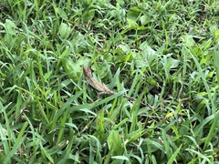 Diploderma polygonatum polygonatum