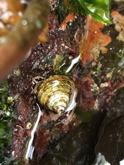 Calliostoma ligatum